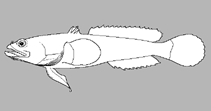 Image of Batrichthys albofasciatus (White-ribbed toadfish)