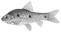 Image of Enteromius liberiensis 