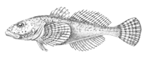 Image of Batrachocottus multiradiatus (Spotty-fins sculpin)