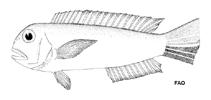 Image of Branchiostegus hedlandensis (Port Hedland tilefish)