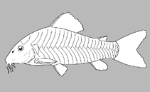 Image of Aspidoras velites (Eel cory)