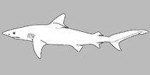 Image of Carcharhinus leiodon (Smooth tooth blacktip shark)