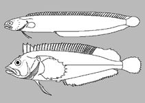 Image of Sticharium clarkae (Dusky crawler)