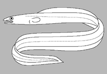 Image of Bathycongrus thysanochilus (Conger eel)