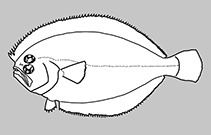 Image of Citharichthys surinamensis 
