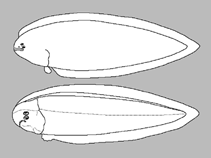 Image of Symphurus marginatus (Margined tonguefish)