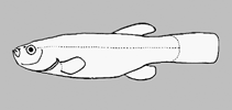 Image of Cyprinodon pisteri (Palomas pupfish)
