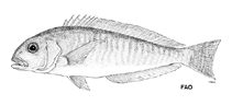 Image of Caulolatilus bermudensis (Bermuda tilefish)