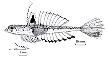 Image of Callionymus futuna (Futuna deepwater dragonet)