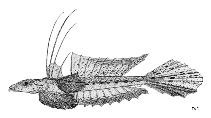 Image of Callionymus sublaevis (Australian filamentous dragonet)