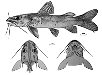 Image of Chrysichthys punctatus 