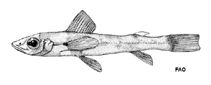 Image of Chlorophthalmus punctatus (Spotted greeneye)