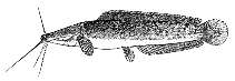 Image of Clarias anguillaris (Mudfish)