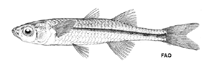 Image of Craterocephalus honoriae (Estuarine hardyhead)