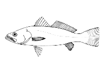 Image of Cynoscion striatus (Striped weakfish)