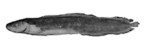 Image of Dermatopsis multiradiatus (Slender blindfish)