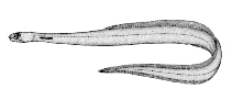 Image of Derichthys serpentinus (Narrownecked oceanic eel)