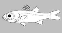 Image of Epigonus affinis (Smooth-nose deepwater cardinalfish)