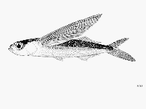 Image of Exocoetus volitans (Tropical two-wing flyingfish)