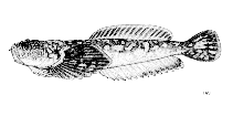 Image of Genyagnus monopterygius (Spotted stargazer)
