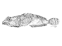 Image of Harpagifer palliolatus (Crested spiny plunderfish)