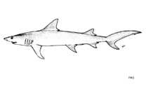 Image of Hemipristis elongata (Snaggletooth shark)