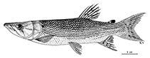 Image of Hepsetus lineatus 