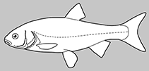 Image of Rhinichthys deaconi (Las Vegas Dace)