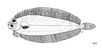 Image of Laeops clarus (Clear fin-base flounder)