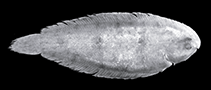 Image of Leptachirus lorentz (Lorentz River Sole)