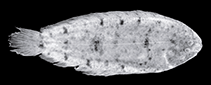 Image of Leptachirus polylepis (Manyscale Sole)