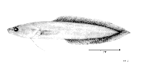 Image of Microbrotula rubra 