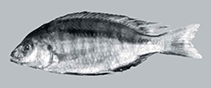 Image of Mylochromis chekopae 