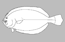 Image of Paralichthys fernandezianus 