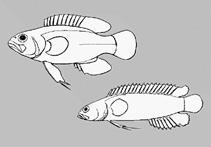 Image of Acanthoclinus rua (Little rockfish)