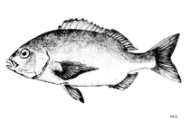 Image of Pachymetopon blochii (Hottentot seabream)
