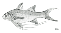 Image of Polydactylus longipes (Long-limb threadfin)