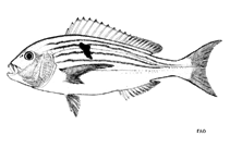 Image of Polysteganus undulosus (Seventyfour seabream)