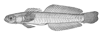 Image of Ptereleotris crossogenion (Fringechin dartfish)