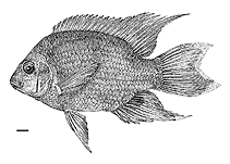 Image of Ptychochromis curvidens 