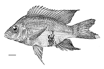 Image of Ptychochromis loisellei 