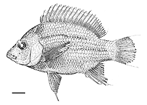 Image of Ptychochromis onilahy 