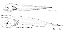 Image of Rhinoliparis barbulifer (Longnose snailfish)