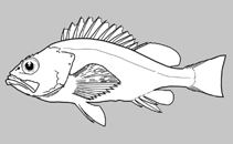 Image of Sebastes melanosema (Semaphore rockfish)