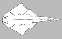 Image of Squatina heteroptera (Disparate angel shark)
