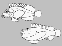 Image of Synanceia quinque (Quinque stonefish)
