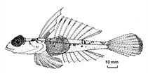 Image of Synchiropus orstom (Orstom dragonet)