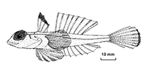 Image of Synchiropus signipinnis (Chesterfield bigeye dragonet)