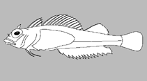 Image of Helcogramma gymnauchen (Red-finned triplefin)