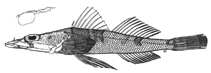 Image of Thysanophrys springeri (Red Sea flathead)